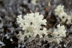 Pulchrocladia ferdinandii