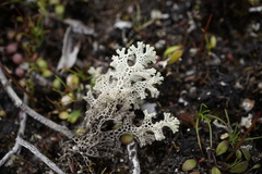 Pulchrocladia ferdinandii