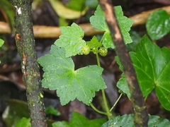 Hydrocotyle javanica