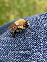 Bombus pascuorum