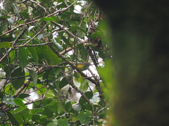 Phyllergates cucullatus