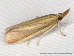 Peoria gematella