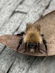 Bombus pascuorum