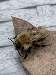 Bombus pascuorum
