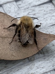Bombus pascuorum