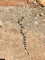 Crotalus lepidus klauberi