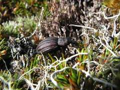 Lyperobius
