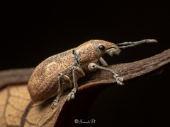 Mimographus