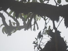 Phlegmariurus pinifolius