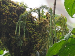 Phlegmariurus pinifolius