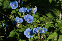 Ipomoea nil