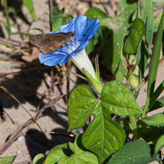 Ipomoea nil