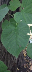 Tilia moltkei