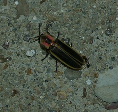 Pyractomena punctiventris