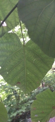 Tilia moltkei