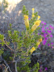 Pteronia empetrifolia