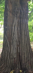 Tilia moltkei