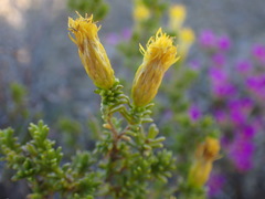 Pteronia empetrifolia