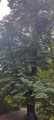 Tilia moltkei