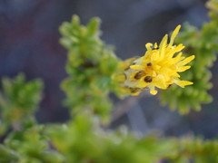 Pteronia empetrifolia