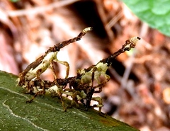 Ulocerus