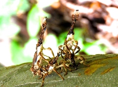 Ulocerus