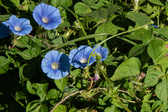 Ipomoea nil