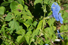 Ipomoea nil
