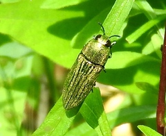 Agaeocera