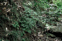 Elatostema cyrtandrifolium
