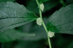 Elatostema cyrtandrifolium