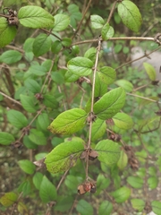 Lonicera ferdinandi