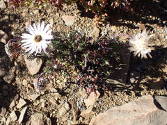 Ursinia pilifera