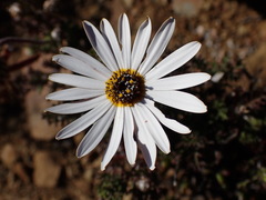 Ursinia pilifera