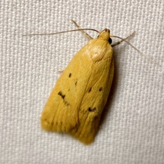 Eulechria subpunctella