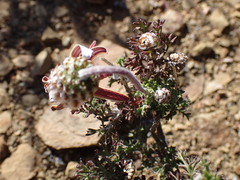 Ursinia pilifera