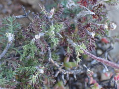 Ursinia pilifera