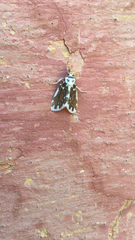 Pseudoadites frigida