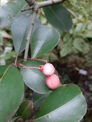 Euonymus grandiflorus