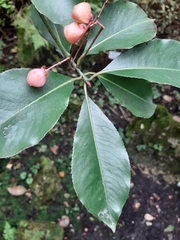 Euonymus grandiflorus