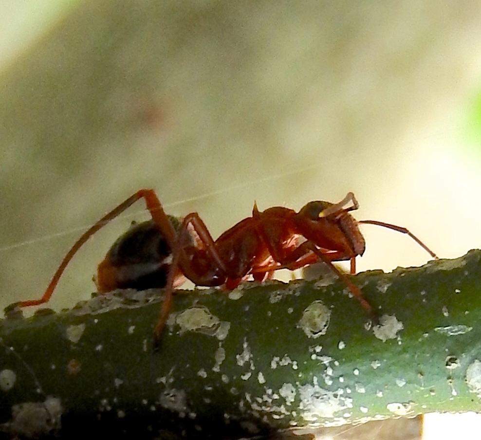 Camponotus