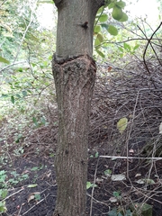 Euonymus grandiflorus