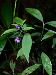 Palicourea tenerior
