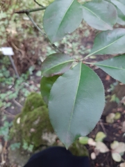 Euonymus grandiflorus