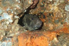 Parablennius postoculomaculatus