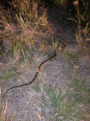 Bogertophis subocularis