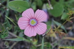 Linum pubescens