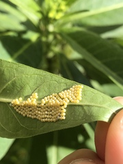 Lepidoptera
