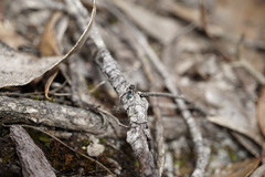 Maratus karrie