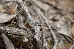 Maratus karrie
